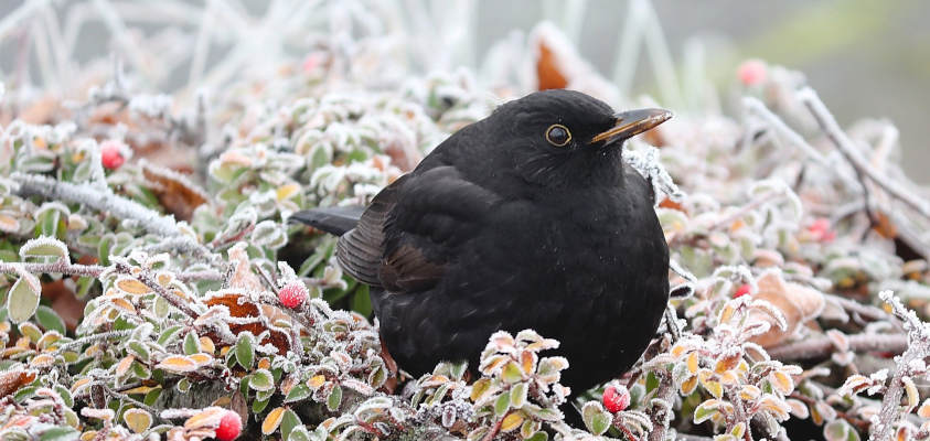 a winter blackbird sitting in a hedge covered in frost.